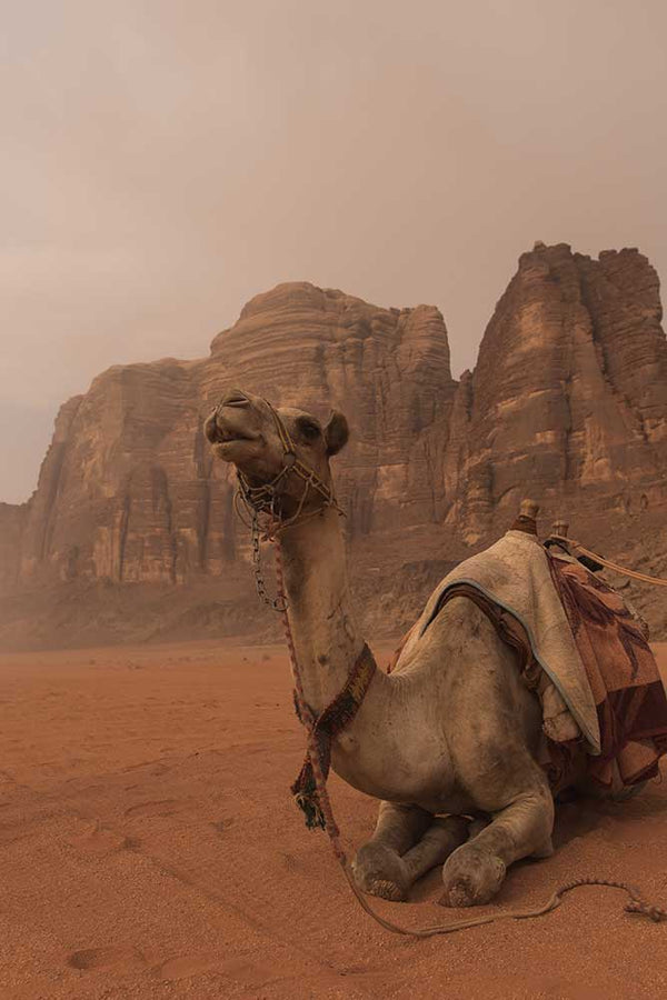 Camel at Wadi Rum