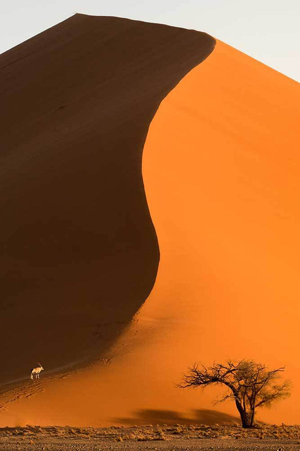 Oryx in the Dunes