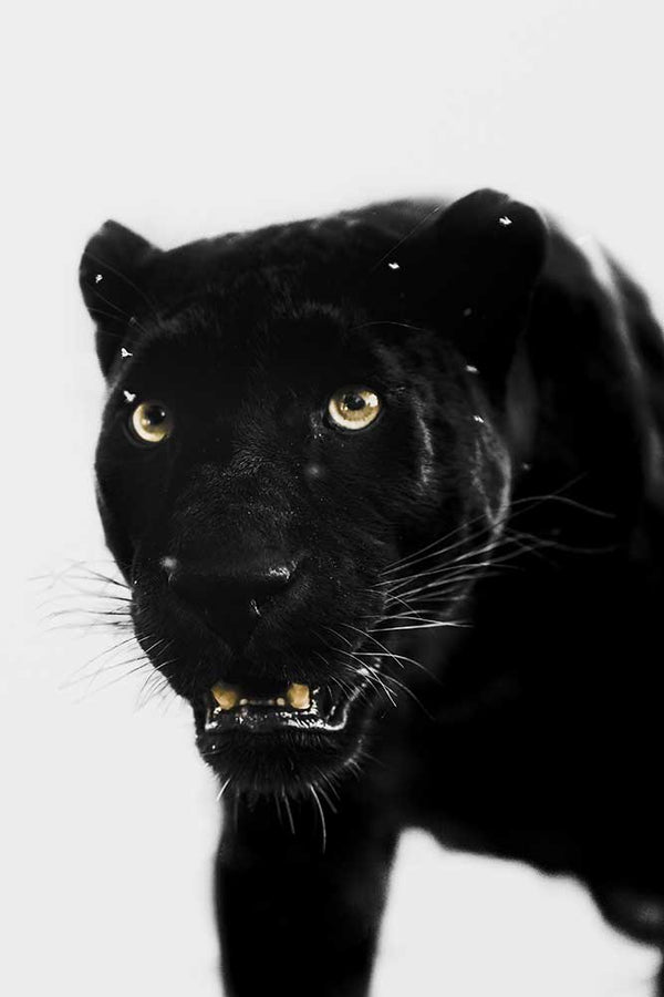 Panther Mono